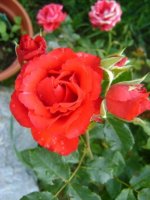 dsc00754.jpg