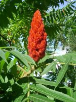 dsc00757.jpg