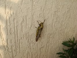 dsc00758mini.jpg