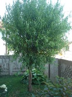 DSC00802.JPG