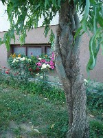 DSC00803.JPG