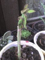 dsc01068.jpg
