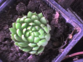dsc01071.jpg