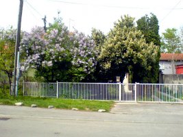 dsc01075.jpg