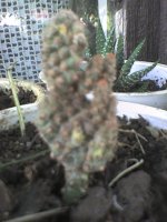 dsc01079.jpg