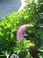 dsc01863.jpg