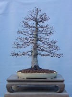 DSC02729.JPG
