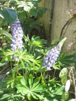 dsc03053.jpg