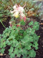 dsc06470.jpg