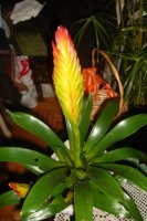 dsc06859.jpg