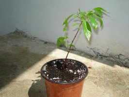 dsc08237_45%.jpg