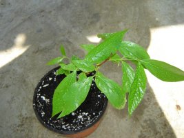 dsc08239_50%.jpg