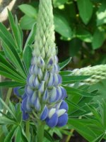 dsc09450.jpg