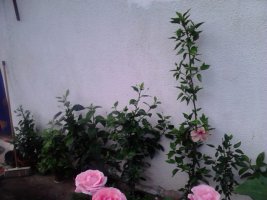 dsc_0599.jpg