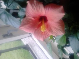 dsc_1230.jpg