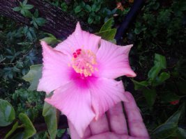 dsc_2465.jpg