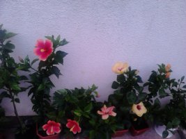 dsc_2485.jpg