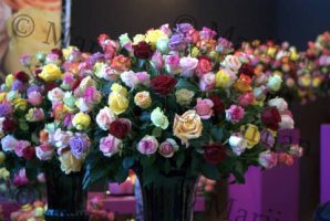dsc_4667.jpg