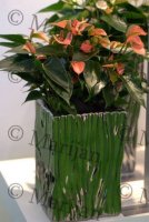 dsc_4819.jpg