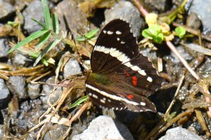 dsc_5130.jpg