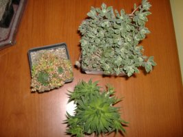 dscf1578.jpg