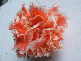 dscf2869.jpg