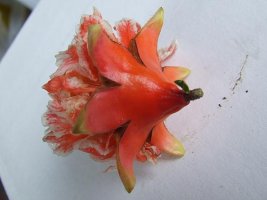 dscf2871.jpg