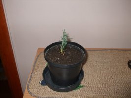dscf3008.jpg