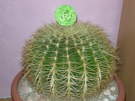 dscn0204.jpg