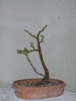 dscn0935.jpg