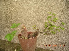DSCN0967a.JPG