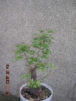DSCN0968a.jpg