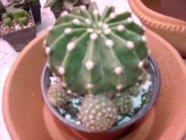 dscn1031.jpg
