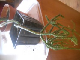 dscn3209.jpg