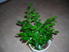 dscn3456.jpg
