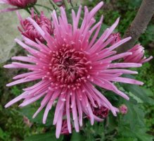 dscn3690.jpg