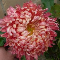 dscn3701.jpg