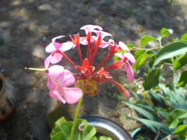 dscn4343.jpg