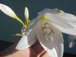 dscn4503.jpg