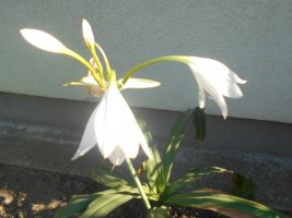 dscn4504.jpg