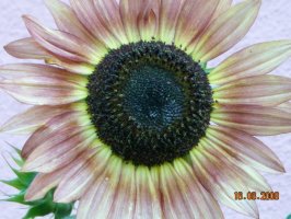 dscn5154_resize.jpg