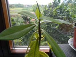 dscn5586.jpg