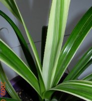 dscn6076.jpg