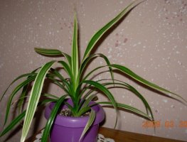 dscn6077.jpg