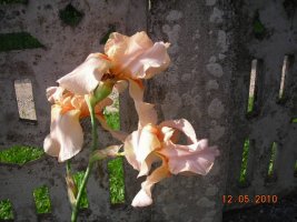 dscn7194.jpg