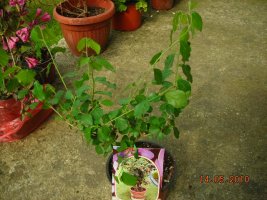 dscn7229.jpg