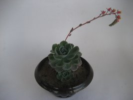 echeveria.jpg