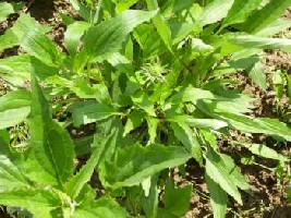 Echinacea.jpg