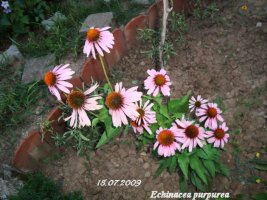 echinacea purpurea1.jpg