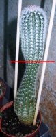 echinocereus.jpg